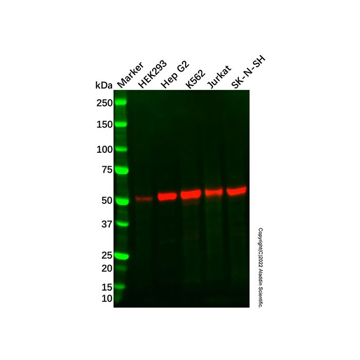 Recombinant beta Arrestin 1 Antibody