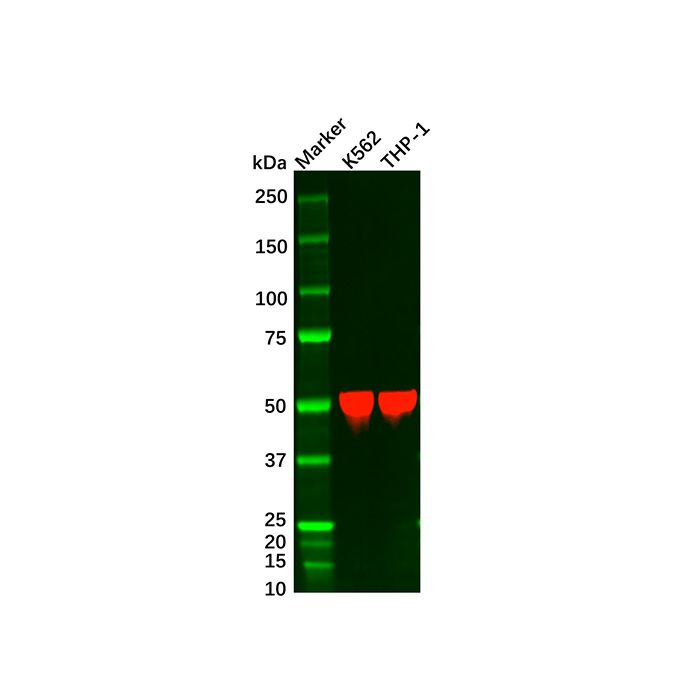Recombinant ARRB1 Antibody