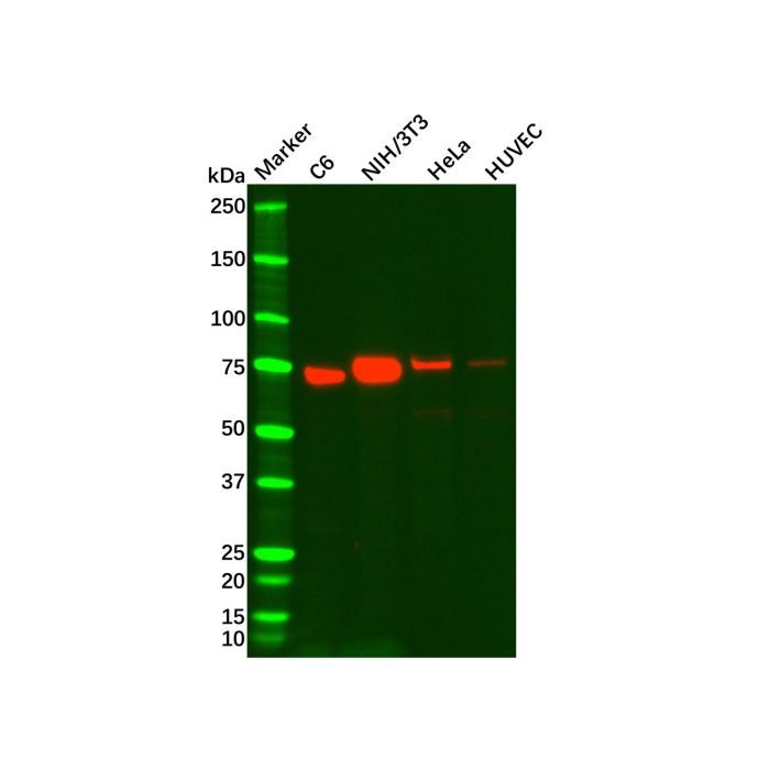 Recombinant Caldesmon/CDM Antibody