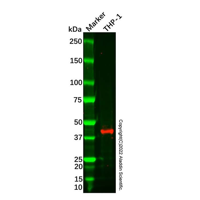 Recombinant Caspase-1 Antibody