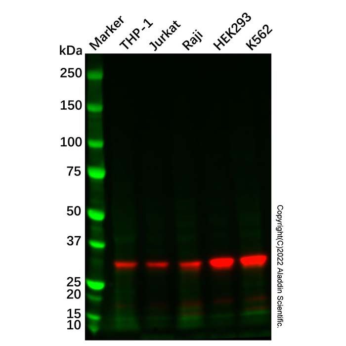 Recombinant Caspase3 Antibody