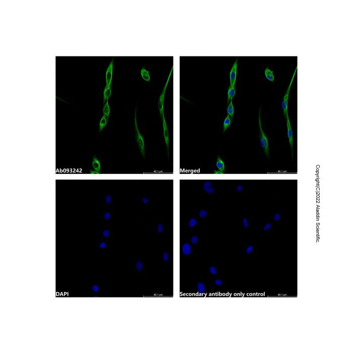 Caveolin-1 Antibody