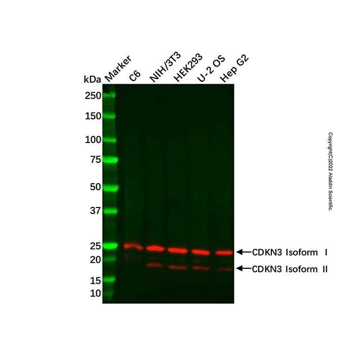 CDKN3 Antibody