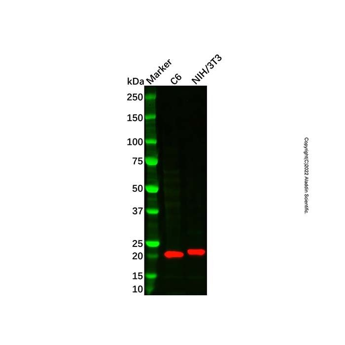 CMTM6 Antibody