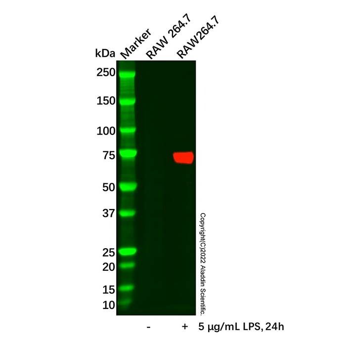 COX2 Antibody