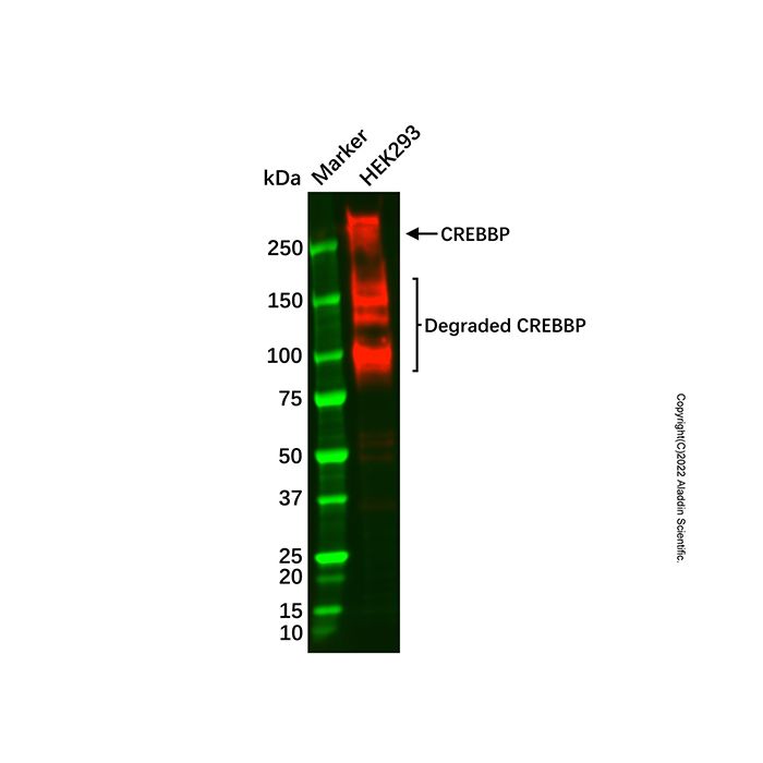 CREBBP Antibody
