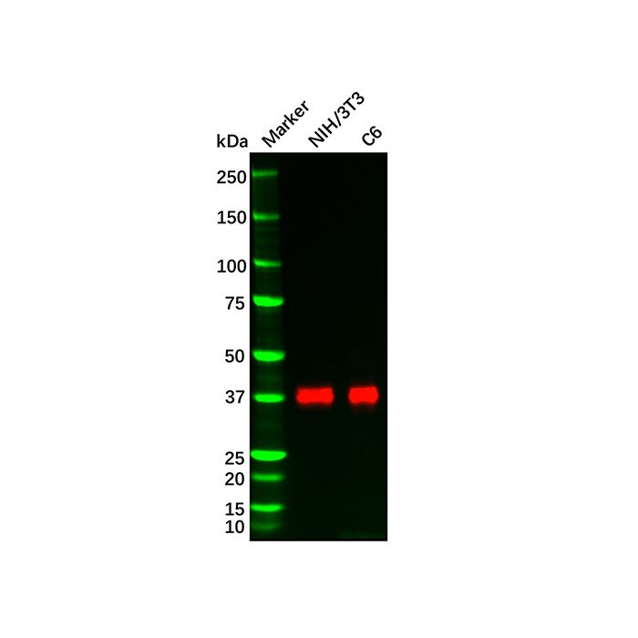 Recombinant DUSP6 Antibody