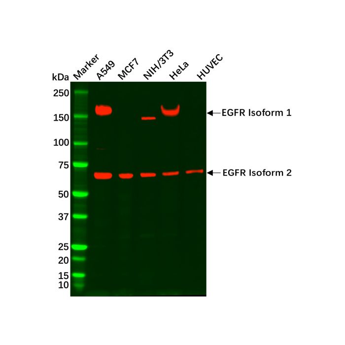 EGFR Mouse mAb