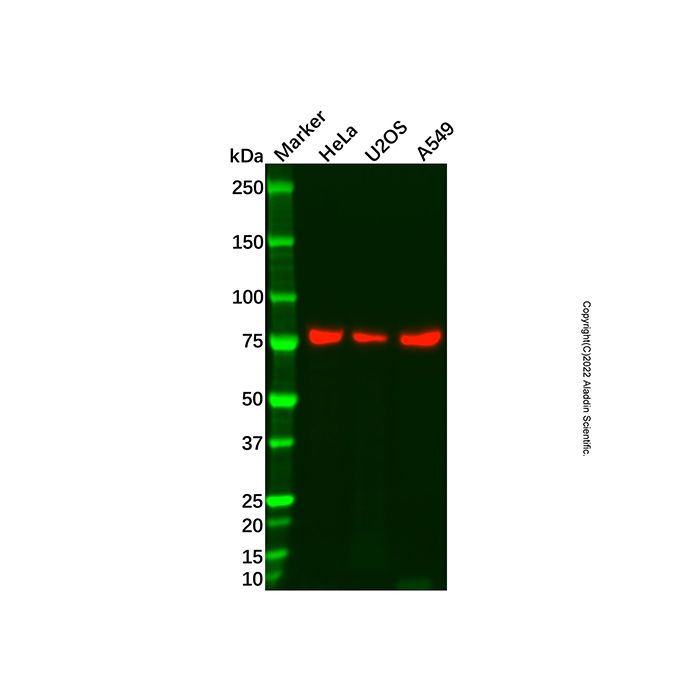 Recombinant eIF4B Antibody