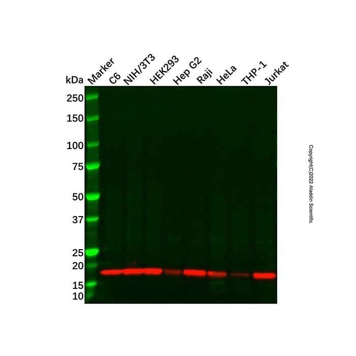 Recombinant eIF5A Antibody