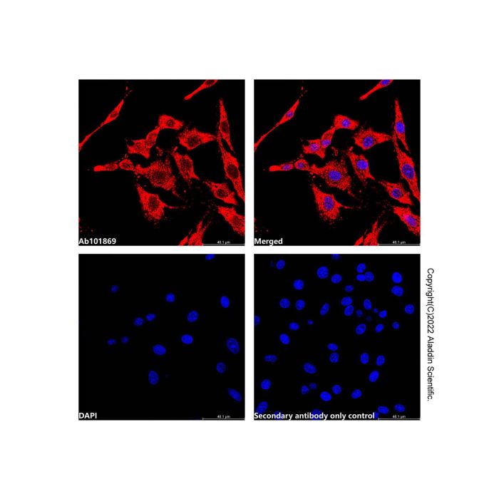 Recombinant EPF Antibody