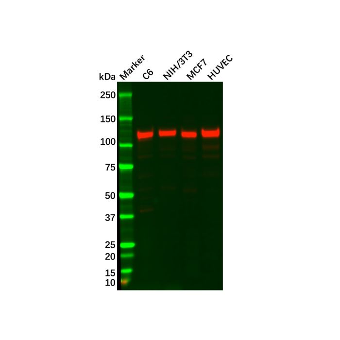 FAK Antibody