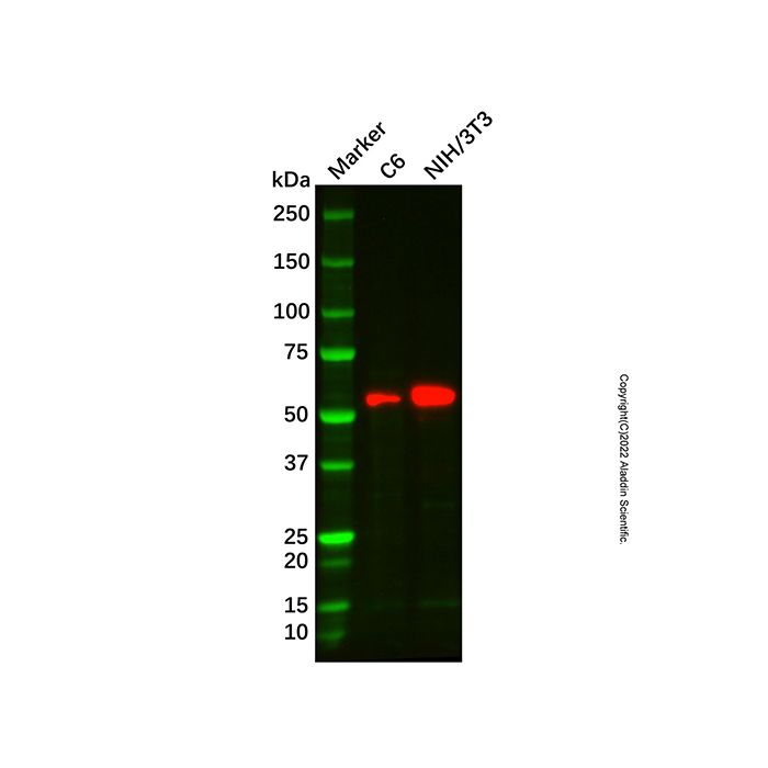 GLUT5 Mouse mAb