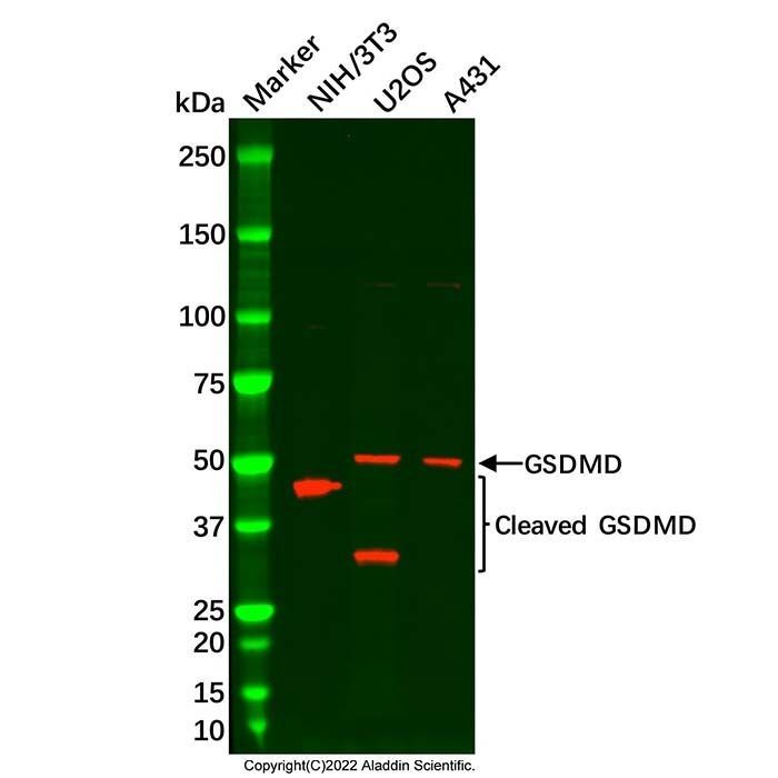 GSDMD Antibody