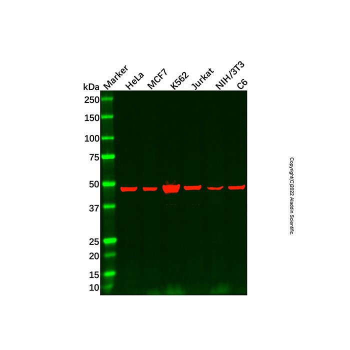 Recombinant HDAC3 Antibody