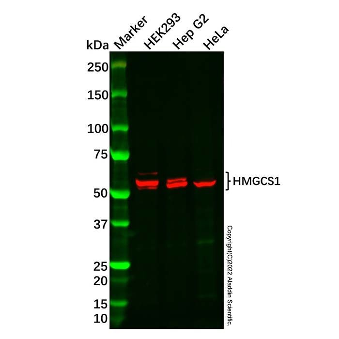 HMGCS1 Antibody