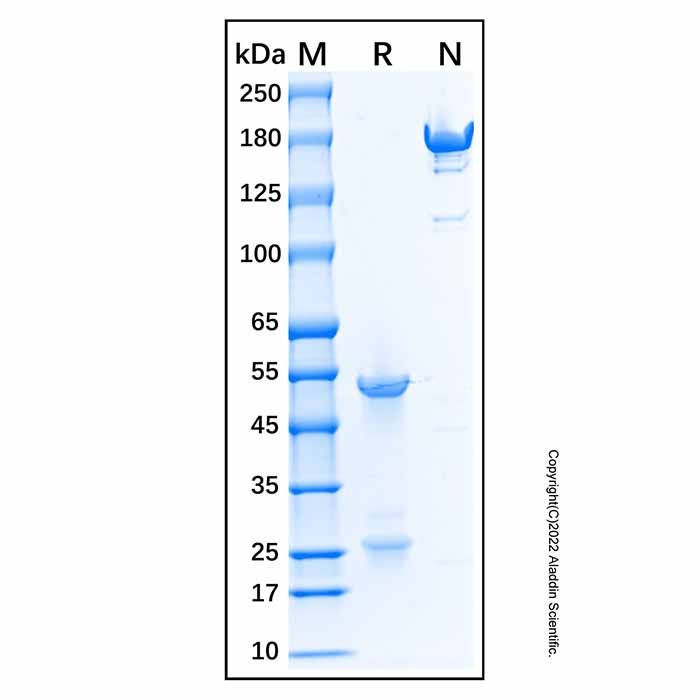 Mouse Anti-Human IgM Antibody