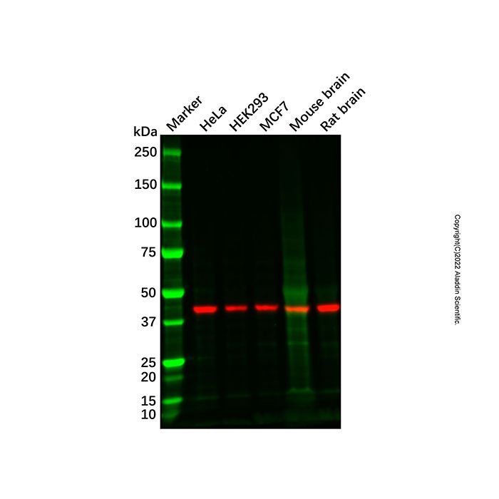 IL1R2 Antibody
