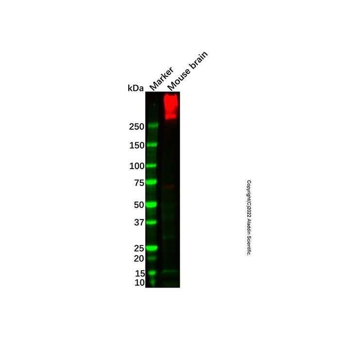 Recombinant IP3 receptor Antibody
