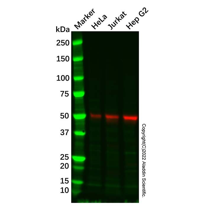 Recombinant IRF3 Antibody
