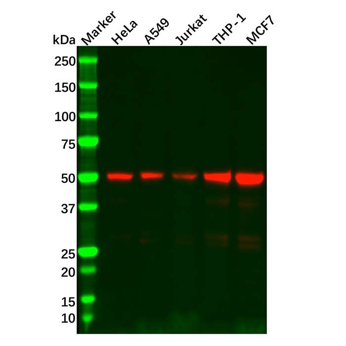 Recombinant IRF3 Antibody