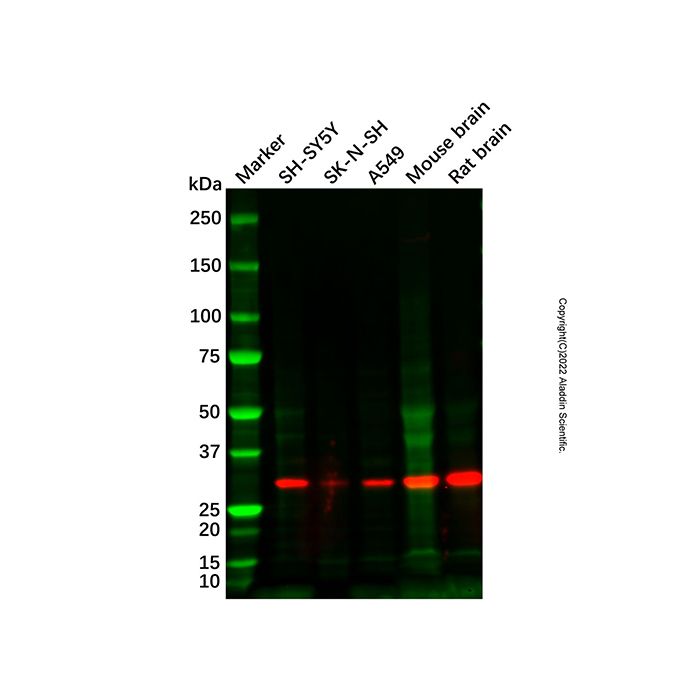 IRGM Antibody
