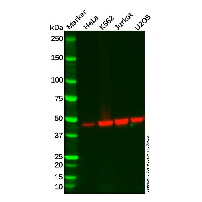 Recombinant KAT1/HAT1 Antibody