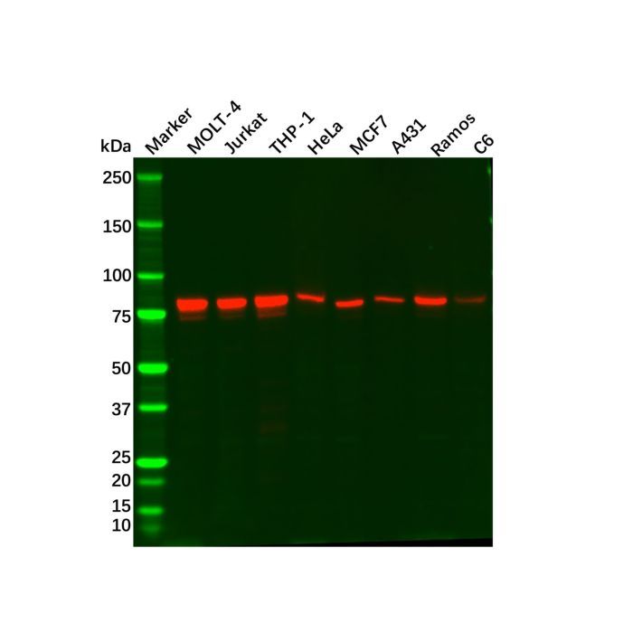 Recombinant MCM7/PRL Antibody