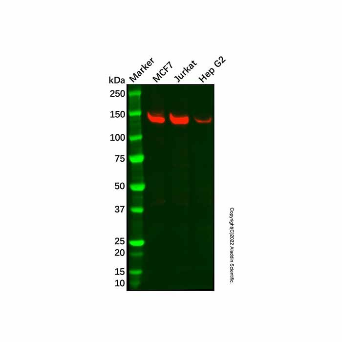 Recombinant MDA5 Antibody