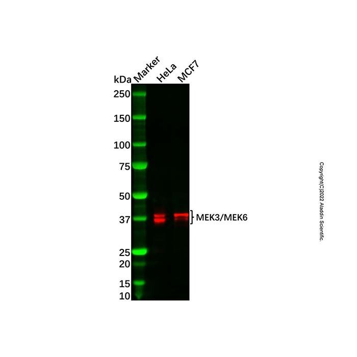 Recombinant MEK3/MEK6 Antibody