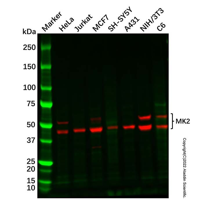 Recombinant MK2 Antibody