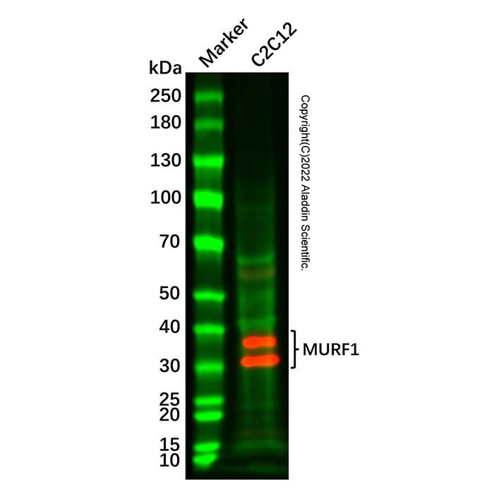 MURF1 Antibody