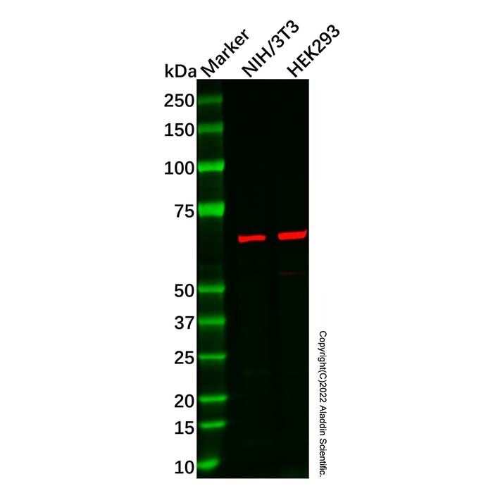 NOX1 Antibody