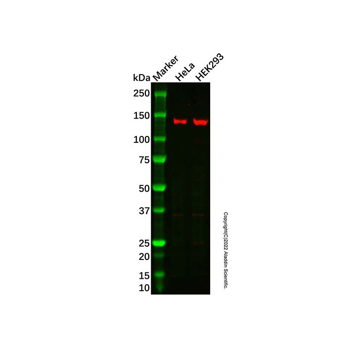 PFAS Antibody
