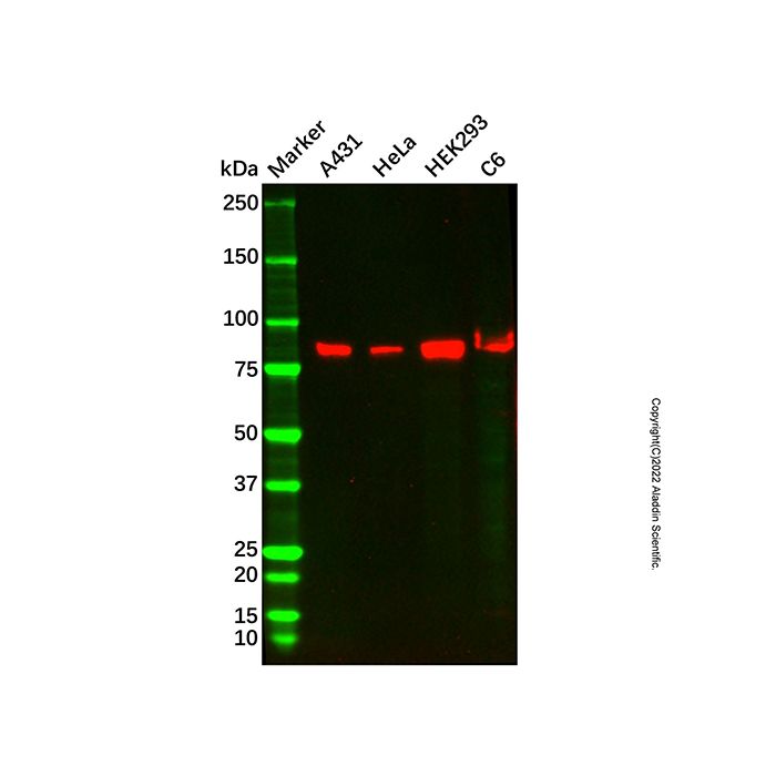 Recombinant PI 3 Kinase p85 beta Antibody