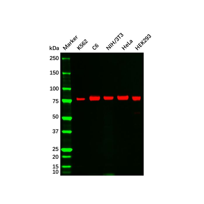 Recombinant PKC alpha Antibody