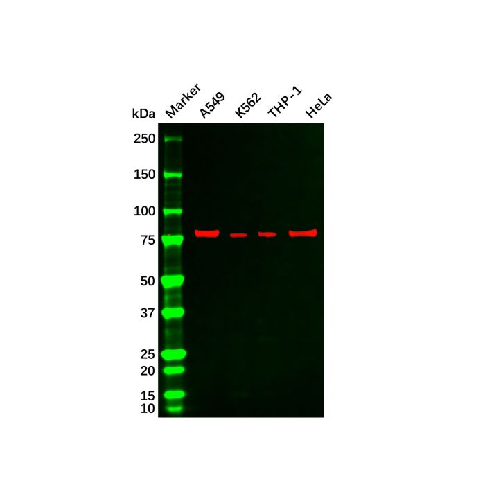 Recombinant PKC beta 2 Antibody