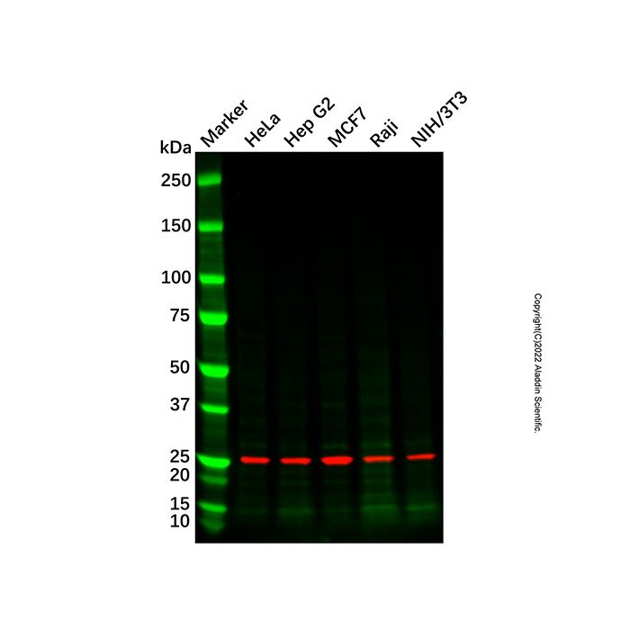 RAB21 Mouse mAb