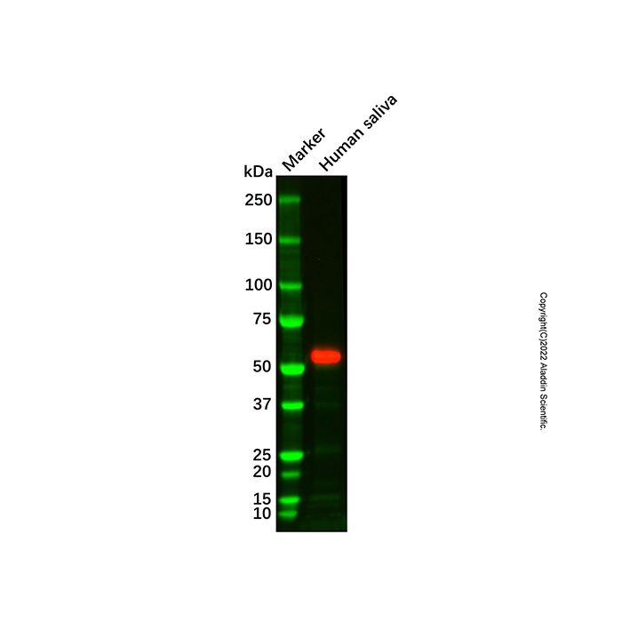 Recombinant Salivary alpha amylase Antibody