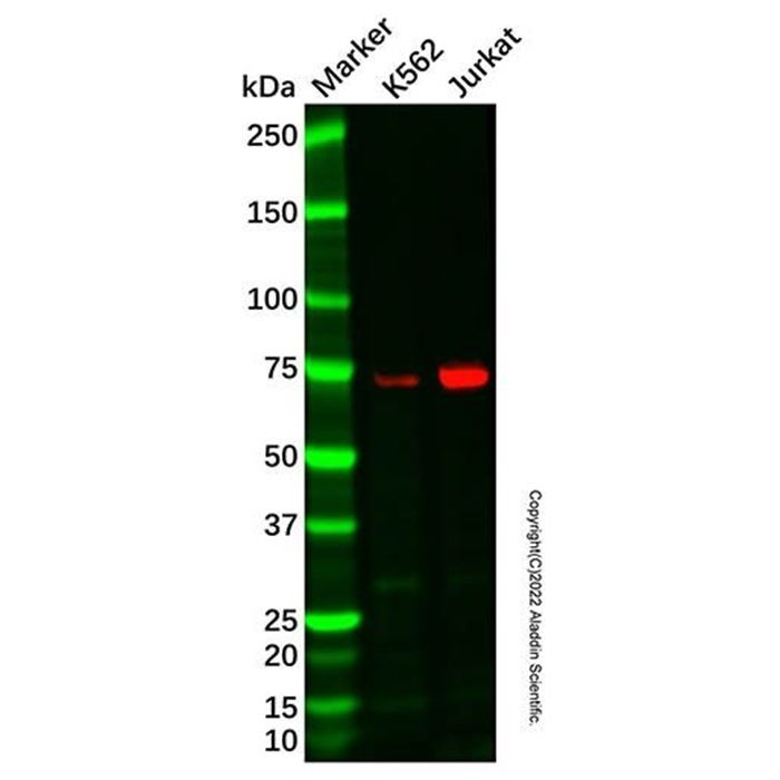 SLP76 Antibody