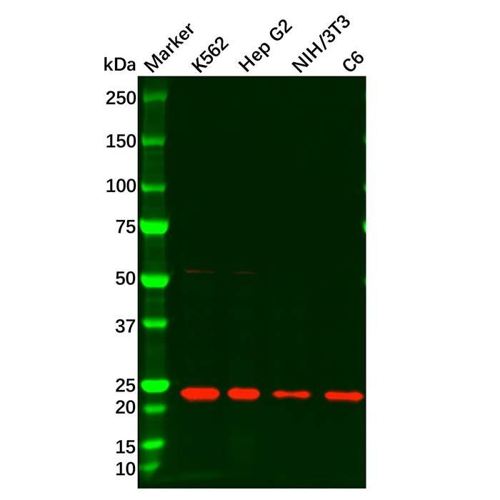 SOCS1 Antibody