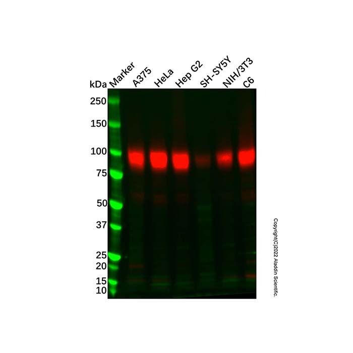 Recombinant Sodium Potassium ATPase/ATP1A1 Antibody