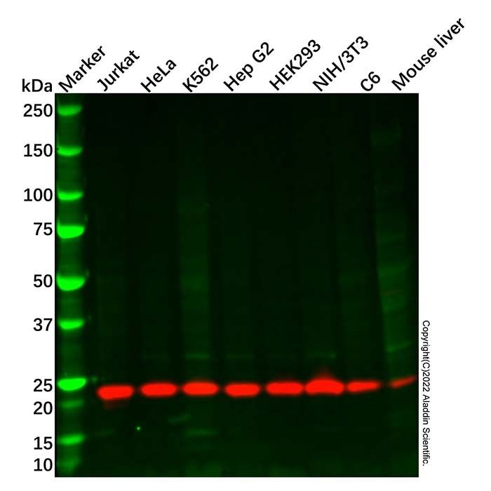 Recombinant SRSF3 Antibody