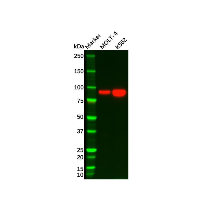 STAT5a Antibody