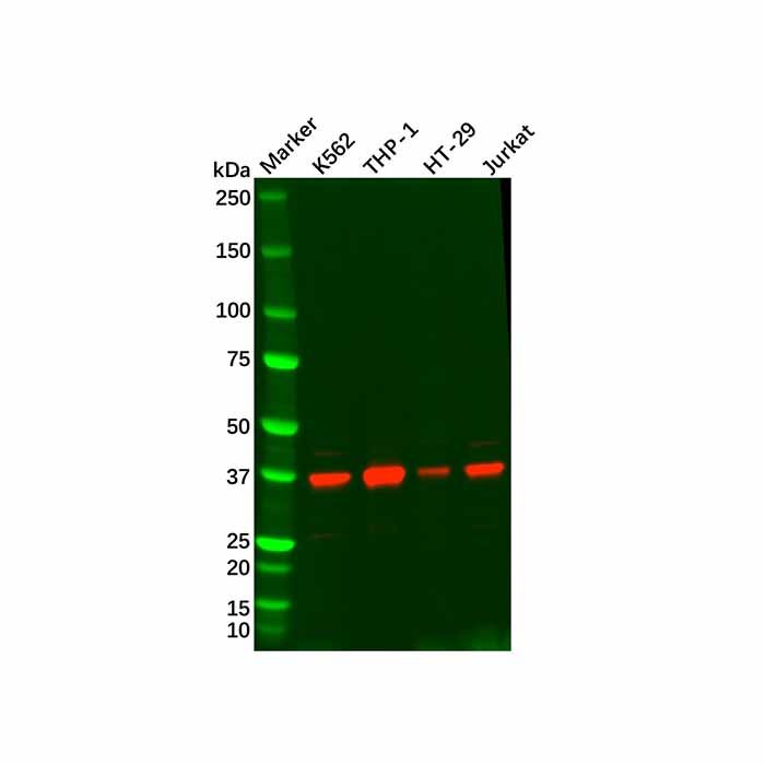 Recombinant STING Antibody