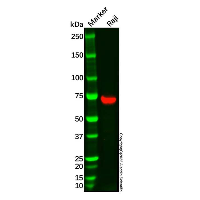 Syk Antibody