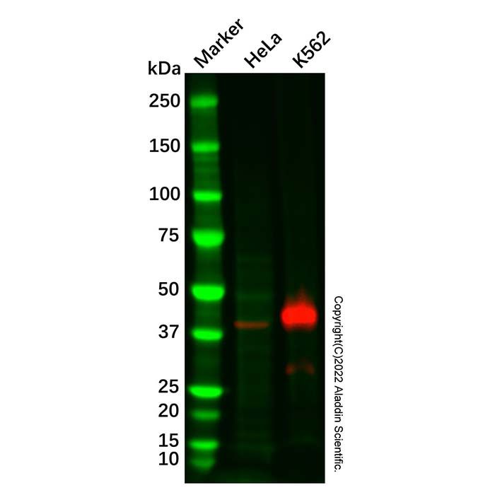 Syntaxin 18 Mouse mAb