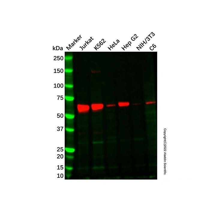 Recombinant TCF7L2 Antibody