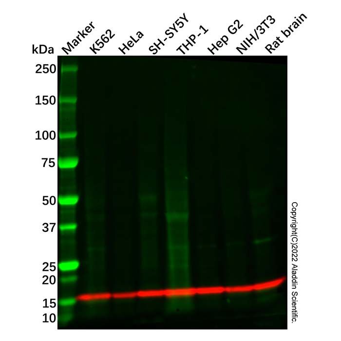 Recombinant TOMM20 Antibody
