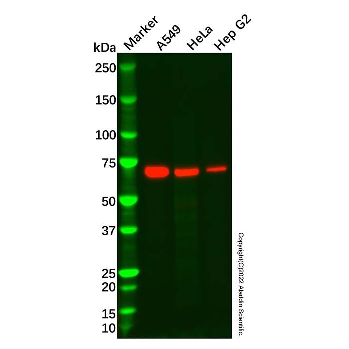 Transketolase Antibody